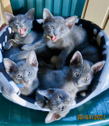 Kittens at 8 weeks